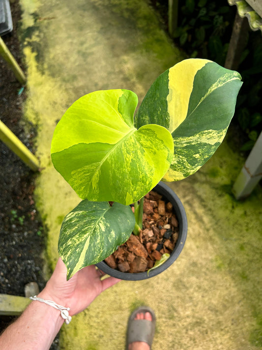 Monstera Deliciosa Pom Pom - Précommande Green and White Plants