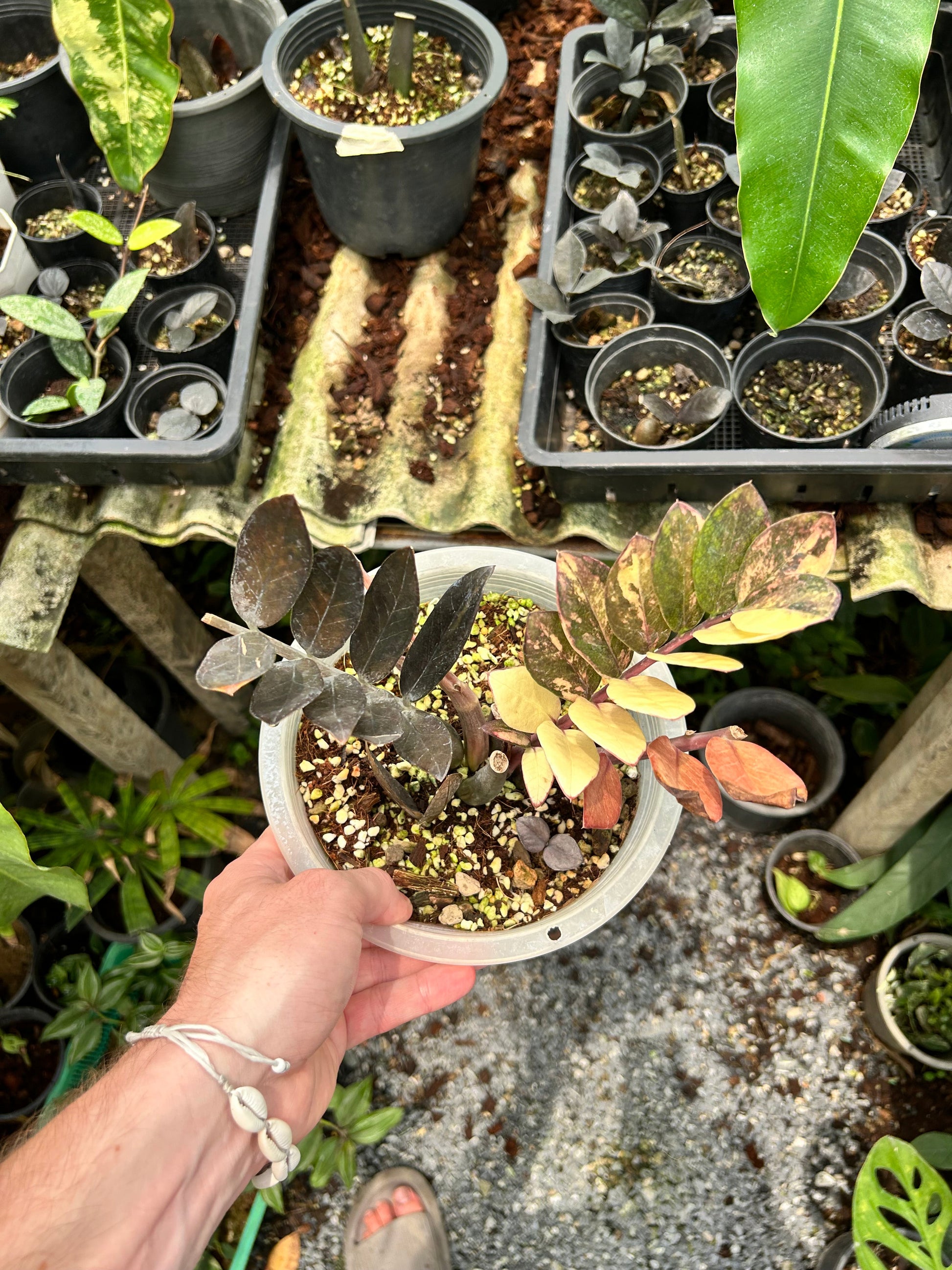 Zamioculcas Zamiifolia Raven Pink Variegata - Précommande Green and White Plants