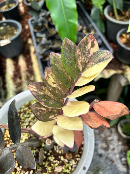 Zamioculcas Zamiifolia Raven Pink Variegata - Précommande Green and White Plants