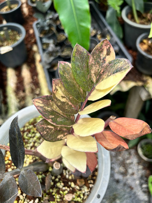 Zamioculcas Zamiifolia Raven Pink Variegata - Précommande Green and White Plants
