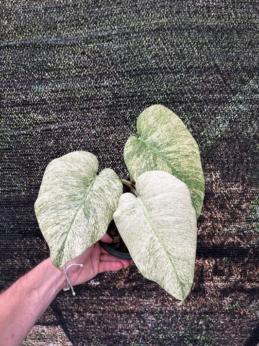 Monstera Borsigiana x Deliciosa Full mint - Précommande Green and White Plants