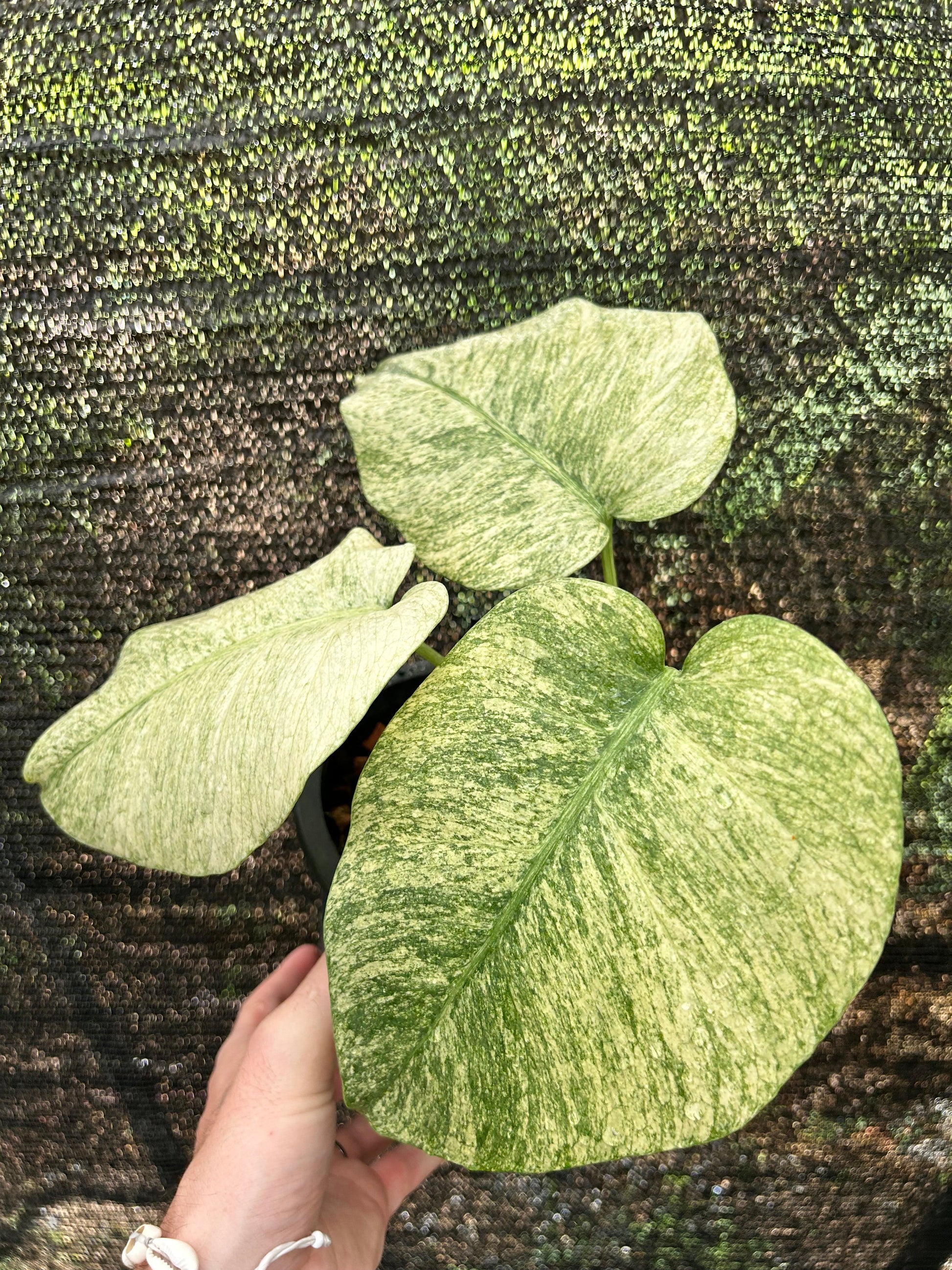 Monstera Borsigiana x Deliciosa Full mint - Précommande Green and White Plants