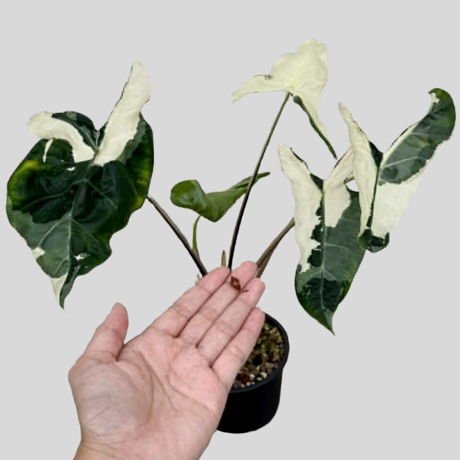Alocasia Longiloba Albo (Mutation) - Bulbe (Précommande)