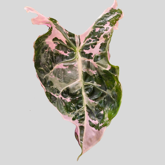 Alocasia Longiloba Albo Pink Back (Mutation) - Bulbe