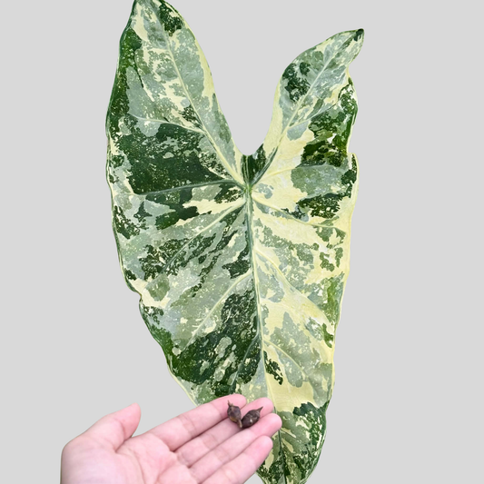 Alocasia Longiloba Thaicon Phantom - Bulbe