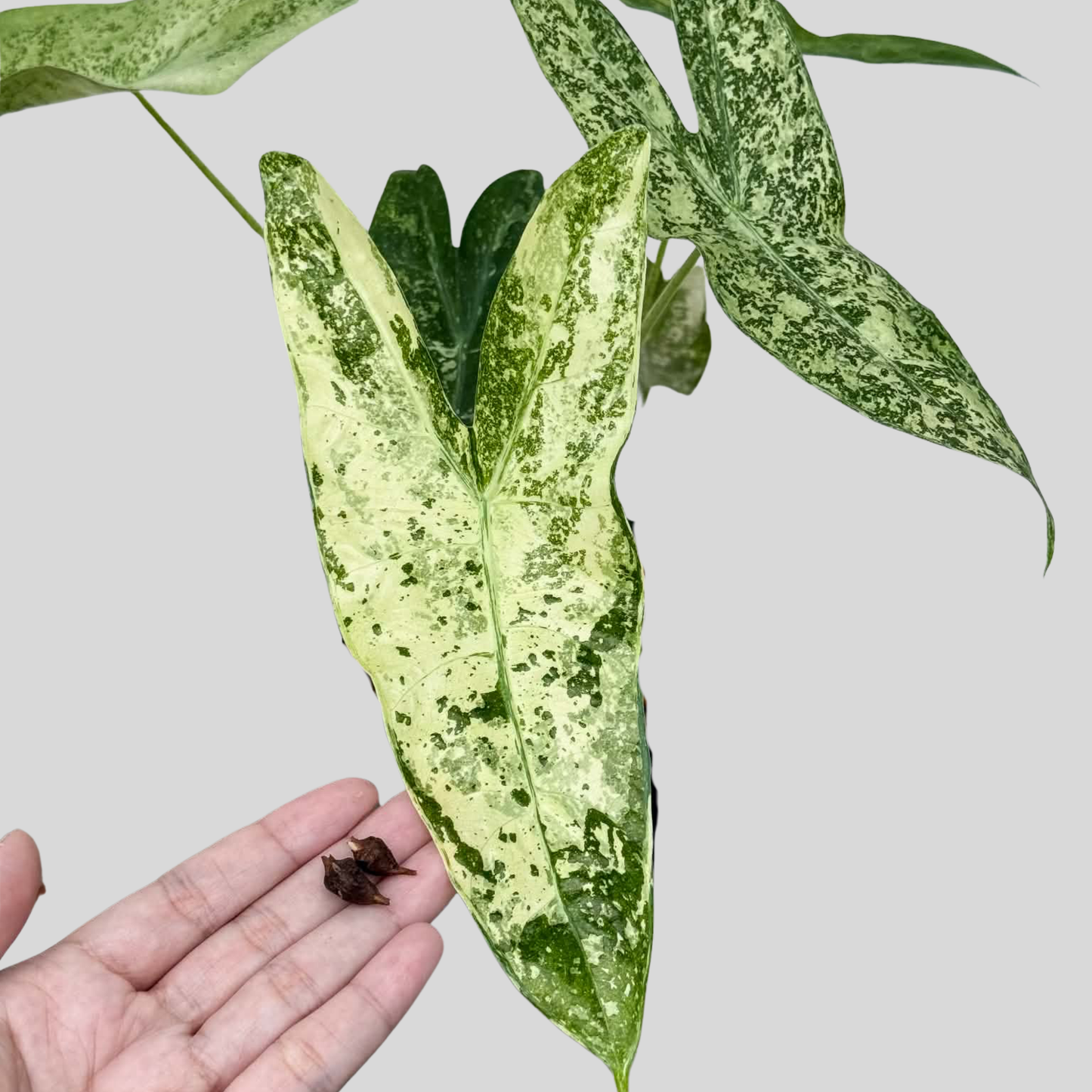 Alocasia Longiloba Thaicon (Crème brûlée) - Knolle (Vorbestellung)