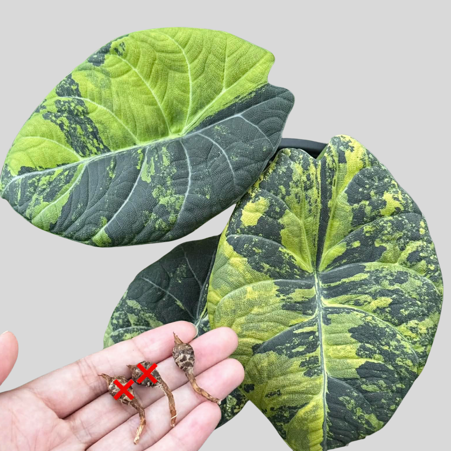 Alocasia Maharani Golden Lime - Knolle