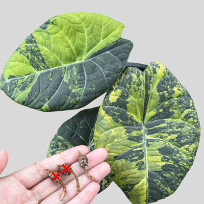 Alocasia Maharani Golden Lime - Knolle