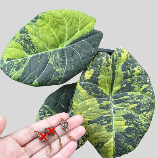 Alocasia Maharani Golden Lime - Bulbe