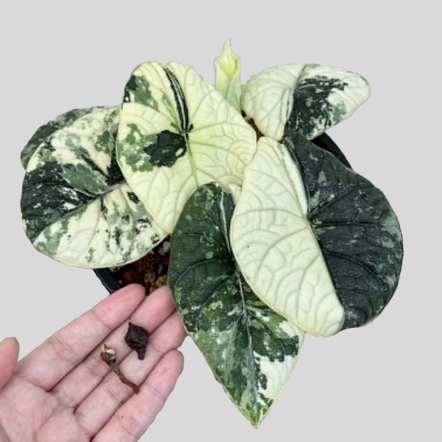 Alocasia Melo Albo - Knolle (Vorbestellung)