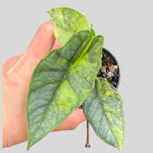 Alocasia Metalic Blue Aurea – Knolle (Vorbestellung)