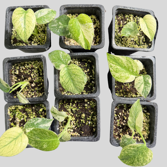 Monstera White Monster TC