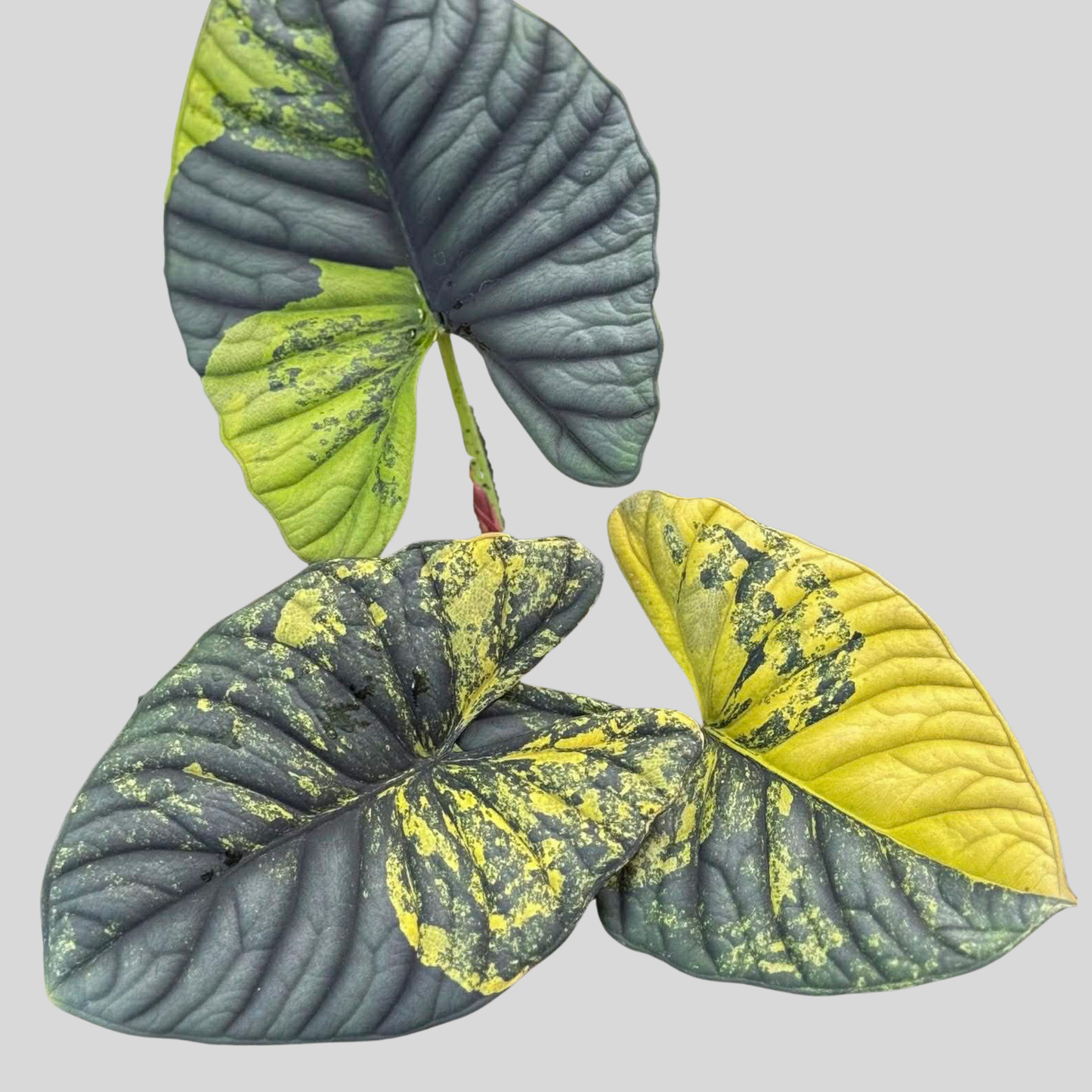 Alocasia Nebula Aurea - Knolle