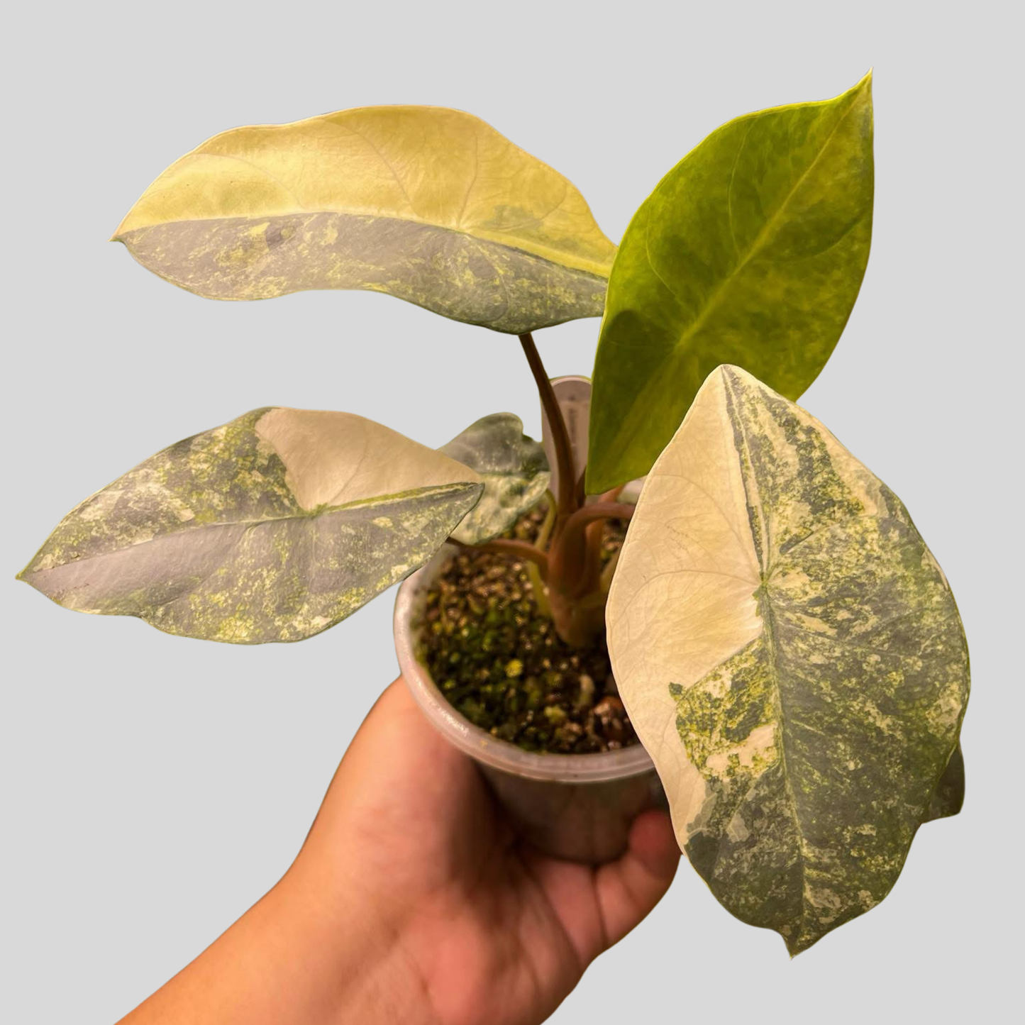 Alocasia Perakensis Silver Aurea - Bulb (Pre-order)