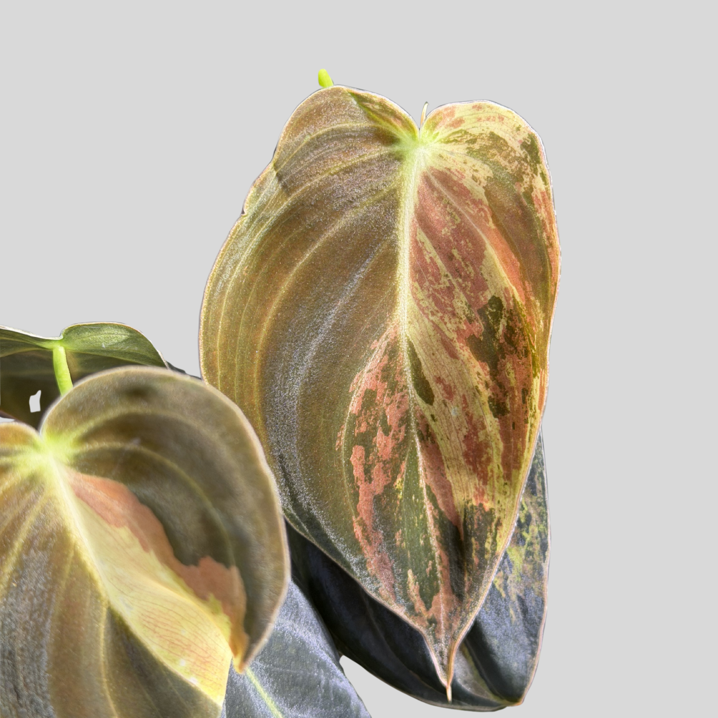 Philodendron Melanochrysum Variegata TC