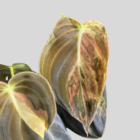 Philodendron Melanochrysum Variegata TC