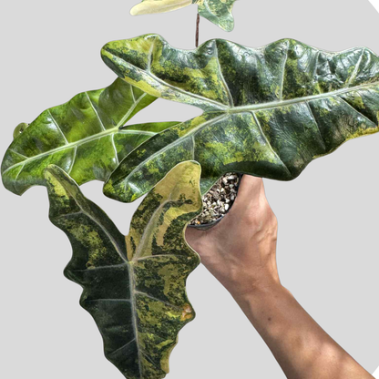 Alocasia Pseudo Sanderiana Aurea Variegata - Zwiebel