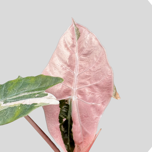 Alocasia Chantrierii Pink Variegata - Bulbe