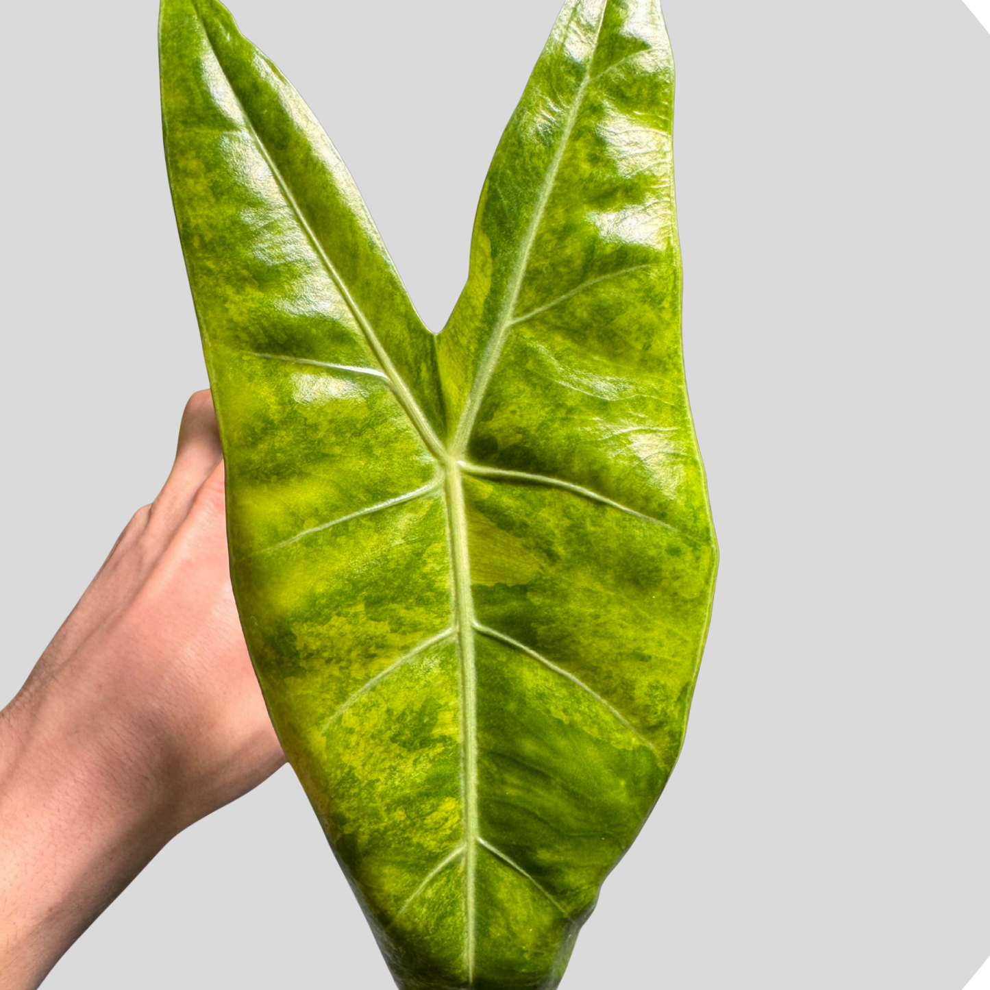 Alocasia Longiloba Super Narrow Lemon Aurea Variegata - Zwiebel