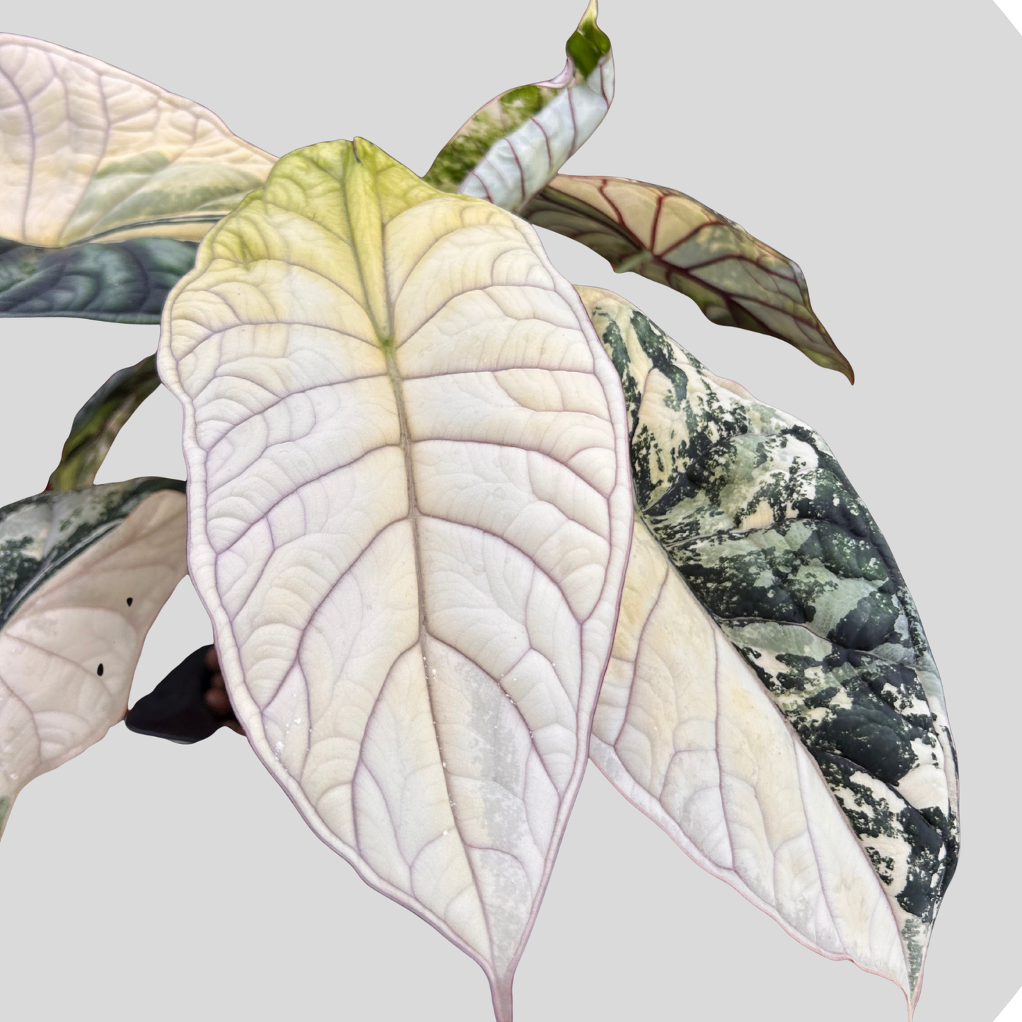 Alocasia Baginda Drachenschuppe Albo Variegata - Zwiebel