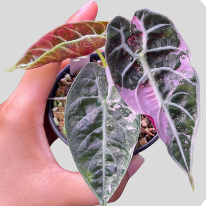 Alocasia Watsoniana Doff Pink Variegata - Zwiebel