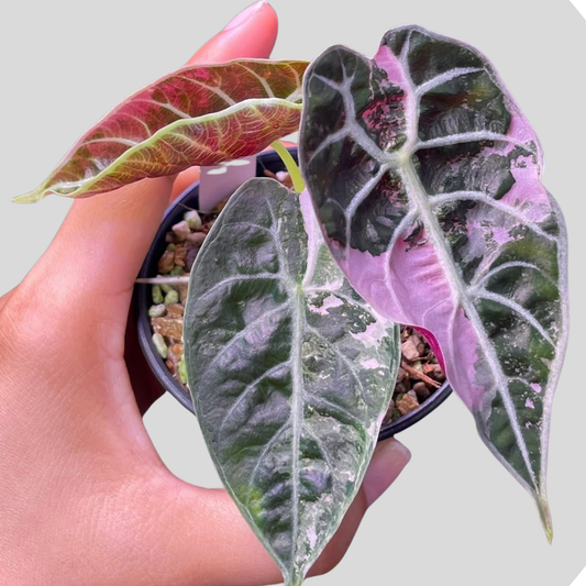 Alocasia Watsoniana Doff Pink Variegata - Bulbe