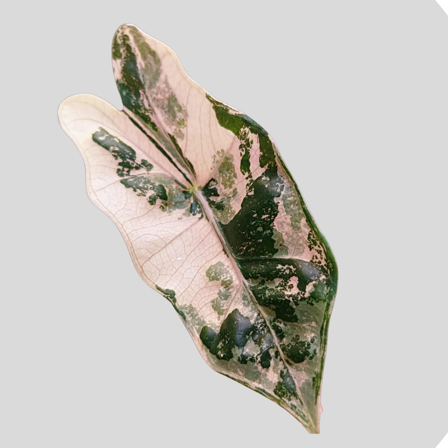 Alocasia Pseudo Sanderiana Pink Variegata - Zwiebel