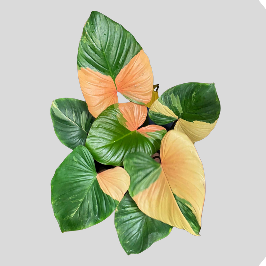 Homalomena Rubescens Pink Variegata - Tronçon