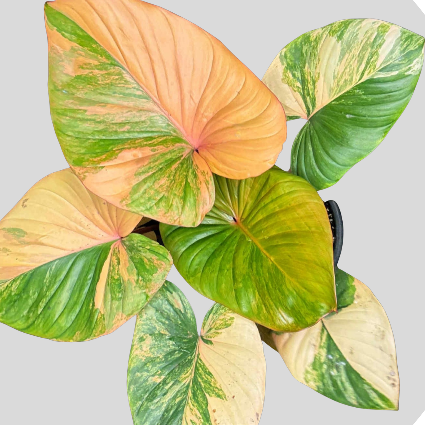 Homalomena Rubescens Pink Tricolor - Sektion