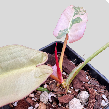 Philodendron Atabapoense Pink Variegata