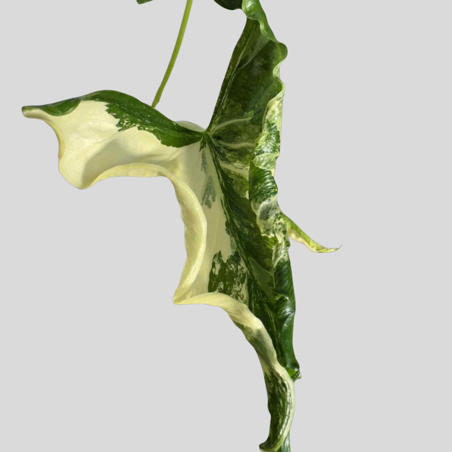 Alocasia Cucullata Crinkless Albo