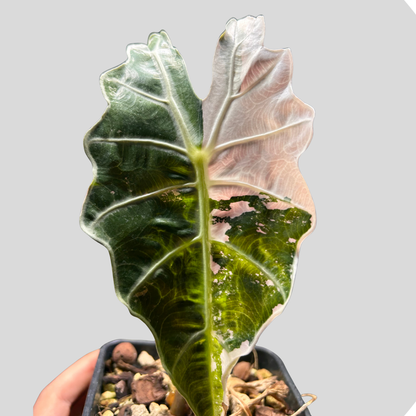 Alocasia Amazonica Albo Pink Variegata - Zwiebel
