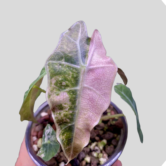 Alocasia Sanderiana Bull Pink Variegata - Bulbe