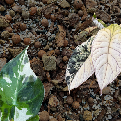 Professionelles Alocasia-Substrat