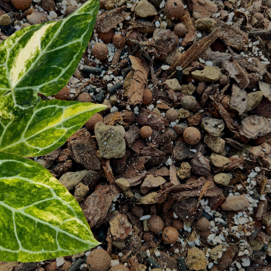 Substrat Anthurium Professionnel