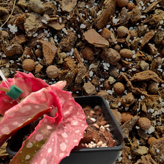 Substrat Bégonia Professionnel