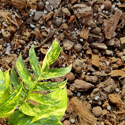Professionelles Araceae-Hemiepiphyten-Substrat (Monstera, Philodendron usw.)
