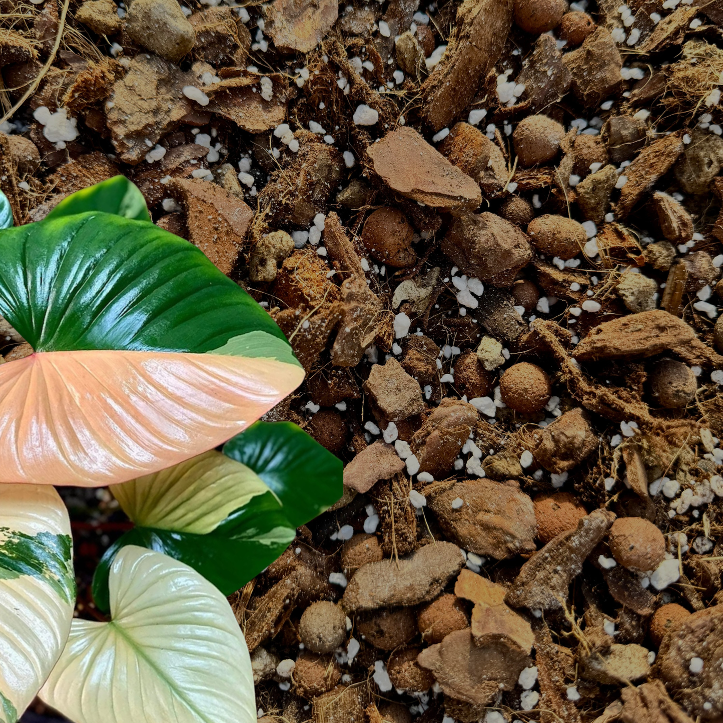 Professionelles Mehrzwecksubstrat für Araceae (Homalomena, Begonie usw.)