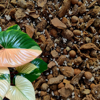 Professionelles Mehrzwecksubstrat für Araceae (Homalomena, Begonie usw.)