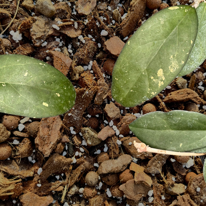 Professionelles Mehrzwecksubstrat für Araceae (Homalomena, Begonie usw.)