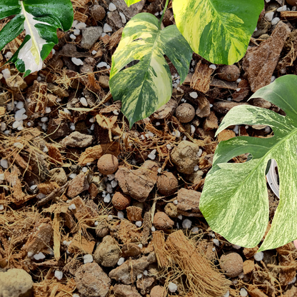 Substrat Monstera Professionnel