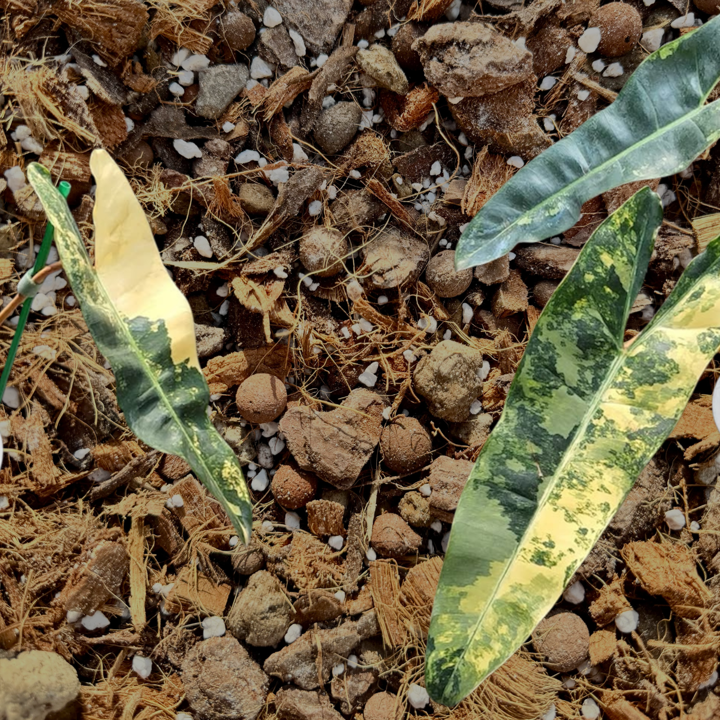 Professionelles Philodendron-Substrat