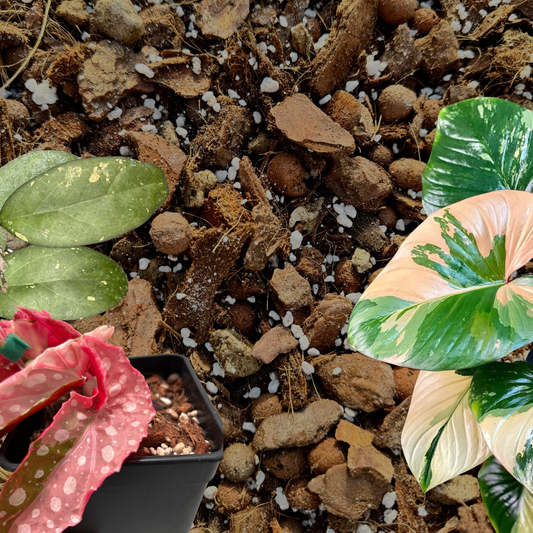 Substrat Plante Tropicale Professionnel