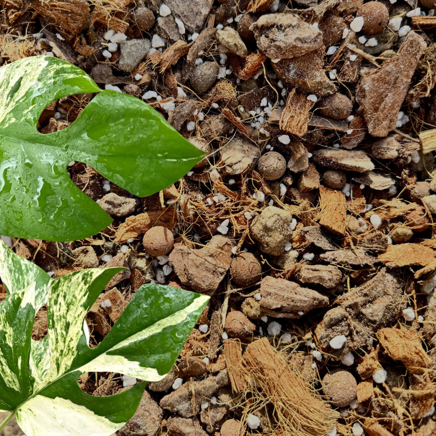 Professionelles Araceae-Hemiepiphyten-Substrat (Monstera, Philodendron usw.)