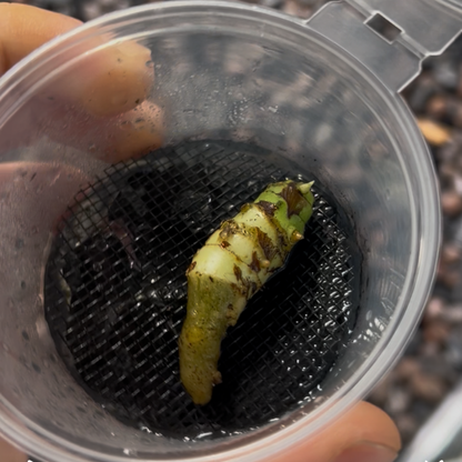 Root Starter / Pot de croissance pour bulbes