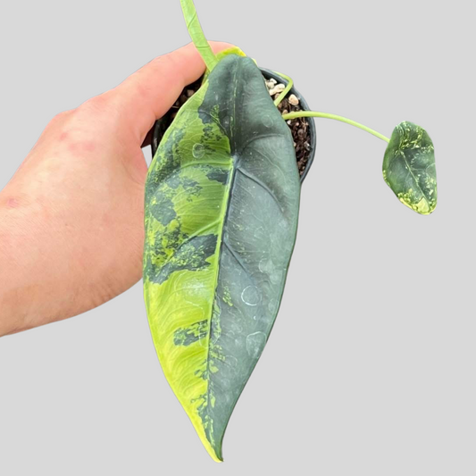 Alocasia Venusta Aurea - Knolle (Vorbestellung)