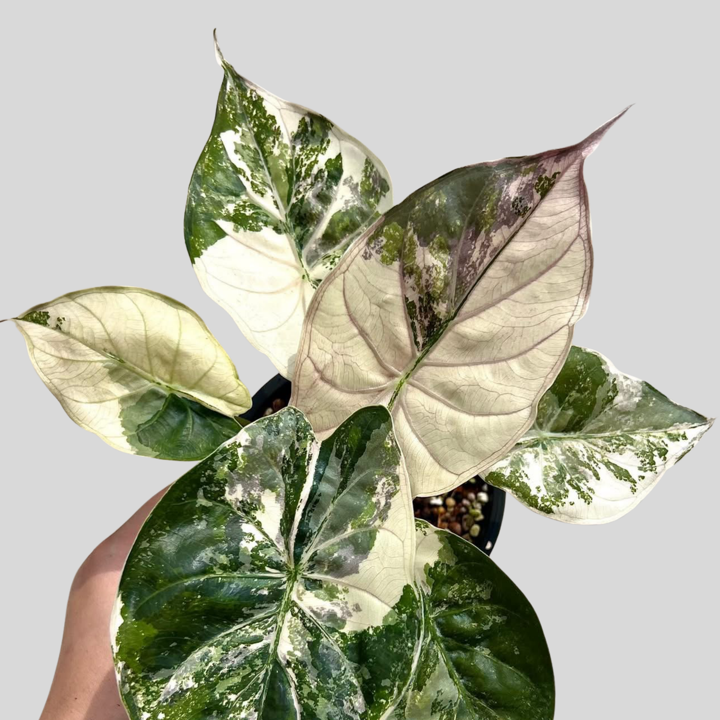 Alocasia Wentii Pink - Knolle (Vorbestellung)