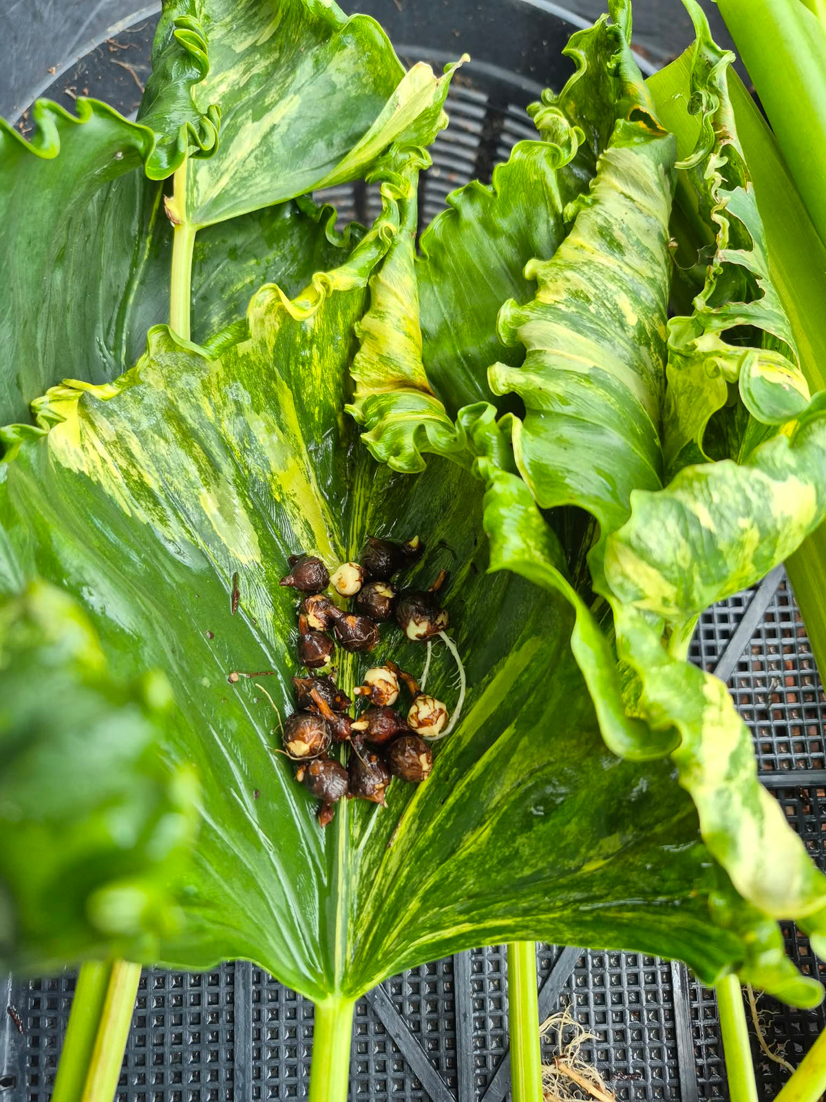 Alocasia Cuculatta „Crinckles“Aurea – Knolle