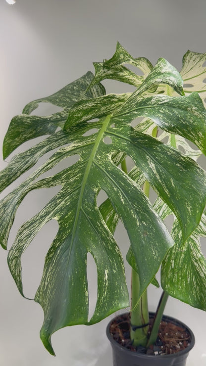Monstera Devil Monster