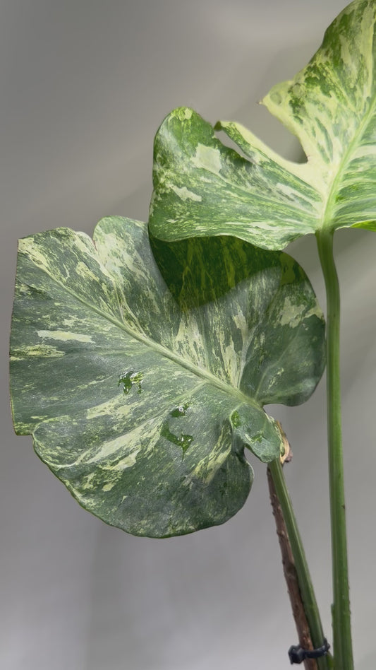 Monstera Ocean Mint